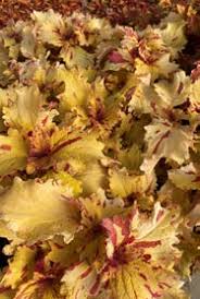 Image result for Rhodopentas bussei