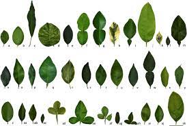 What type of fruit is lime? Morphological Variability Of Leaves Of 37 Accessions Of Citrus L And Download Scientific Diagram