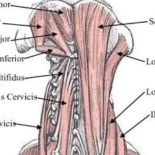 Distinguish the muscles that developed on the basis of the first (mandibular) and second (hyoid) visceral, gill arches, and muscles that developed from the ventral divisions of the myotomes. Posterior View Of The Deep Neck And Back Muscles Download Scientific Diagram