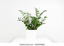 Image result for Zamiokulkas Zamioculcas