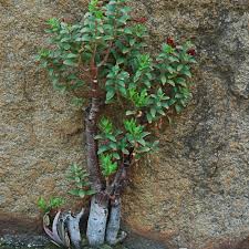 Image result for Crassula sarcocaulis