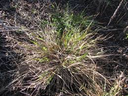 Image result for Paspalum scrobiculatum