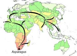 Image result for Asparagus krebsianus