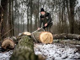 Weitere ideen zu baum fällen, baum. Stichtag Fur Baumfallungen Ist Wegen Der Brutzeit Nach Dem Bundesnaturschutzgesetz Der 1 Marz
