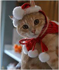 25 adorable christmas cat photos clicky pix weihnachtskatzen weihnachten tiere katze weihnachten