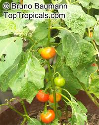 Image result for Solanum sp. A