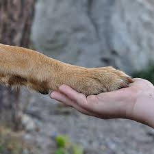 Many men think they can lick a pussy, but there's a difference between thinking you can do it and now that you know how to lick pussy, it's time to practice. Why Is My Dog Licking His Paws All The Time Pethelpful
