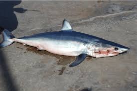 Image result for Isurus oxyrinchus