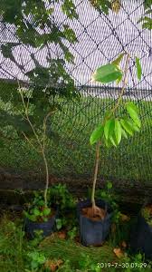 Ibu kata pokok sudah mati sebab berendam air terlalu lama dek projek membina banglo bersebelahan. D Nims Duriotourism