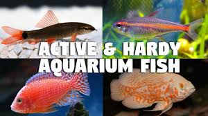 Maybe you would like to learn more about one of these? Hearty Tropical Fish Pasteurinstituteindia Com