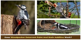 One rather odd theory proposes that woodpeckers hear the humming and clicking of electrical appliances inside the house and assume that the sound is coming. Can You Repel Woodpeckers Away With Deterrent Paint