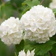 Wait until the spring or fall. How To Change Hydrangea Colors Tips For Gorgeous Flowers