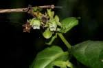 Image result for Diospyros loureiriana