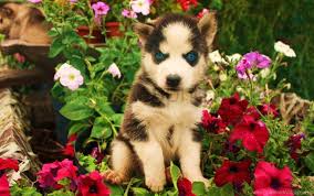 Every wallpaper on this site comes in formats; Baby Dogs Face Flowers Husky Wallpaper Background Best Stock Photos Toppng