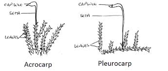 Plant Divisions Mosses Liverworts And Hornworts