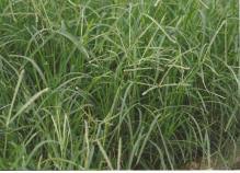 Image result for Eleusine kigeziensis