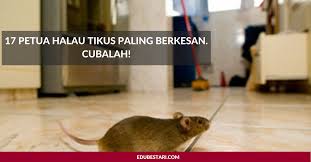 Kemudian tikus bisa membuat lubang di plafon sehingga mereka turun dengan mudah. 17 Petua Halau Tikus Paling Berkesan Cubalah Edu Bestari