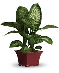 Dumb Cane Dumb Cane Get Its Name From Its Poisonous Sap That Causes Painful Swelling Of The Mouth And Throat As W Common House Plants House Plant Care Plants