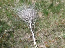 We did not find results for: Old Woody Wild Asparagus C Financial Forager