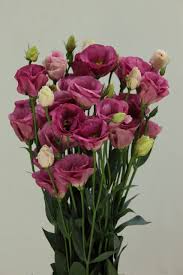 Image result for eustoma flamenco