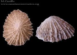 Image result for Patella aspera
