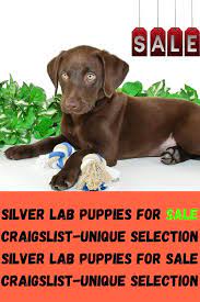 Teach your puppy how to retrieve, which is great exercise, a way to interact with your puppy, and originally answered: Silver Lab Puppies For Sale Craigslist Unique Selection In 2021 Silver Lab Puppies Lab Puppies Puppies For Sale