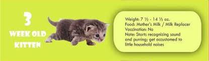 Infographic Kitten Cat Growth Chart By Age Weight And Food