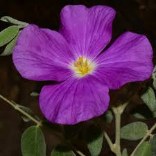 Image result for Eriosema monticola