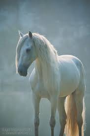 Beautiful White Horse Horses Pretty Horses White Horses
