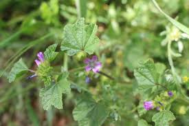 Image result for Malva