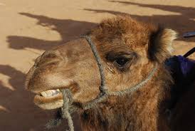 Also, for starters, how much does youtube pay and how much money do youtubers make are entirely two different questions. How Travellers Can Help Camels In Morocco