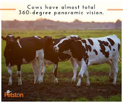 Cow Nature Cows Cowsofinstagram Cowselfie Cowlove Cowmilk Animals Cows Farm Usa Canada India Animal Photography Animal Sanctuary Livestock Farming