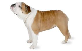 The english bulldog can display dominating behavior and requires a firm handler to show him his place. Bulldog Dog Breed Information Pictures Characteristics Facts Dogtime