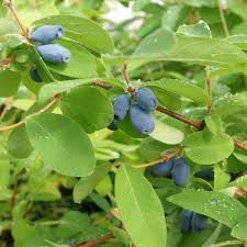 Planter Une Haie Fruitiere Qui Sort De L Ordinaire Arbuste Fruitier Astuce Jardin
