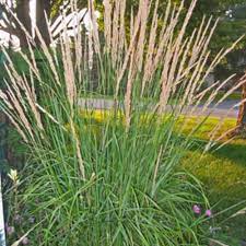 Karl Foerster Feather Reed Grass Calamagrostis Acutiflora Feather Reed Grass Ornamental Grasses Plants