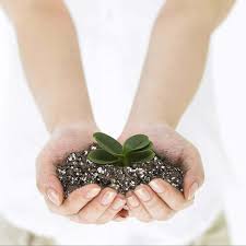 We did not find results for: 100 Organic Succulent And Cactus Bonsai Soil Mix Fast Draining Blend Pre Mixed Ebay
