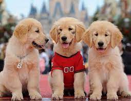 List of popular dog cartoon characters Disney Dog Names 211 Awesome Disney Names For Your Pup