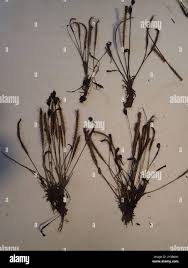 Image result for Nesaea linearis