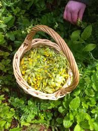 Primevere Cueillette Sauvage Recette Plantes Plantes Sauvages Comestibles Cueillette Cuisine Sauvage