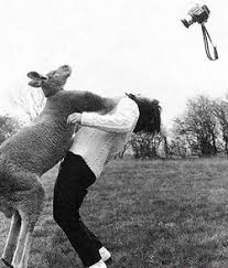 New users enjoy 60% off. Boxing Kangaroos Uncyclopedia The Content Free Encyclopedia