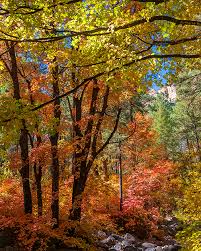 Image result for bigtooth maple