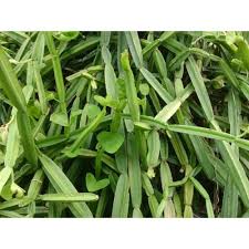 Image result for Cissus glaucophylla