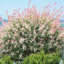 You'll create a river of gorgeous color! Salix Integra Hakuro Nishiki Flamingo Dwarf Willow Garden Tree 5 6ft Ebay