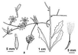 Image result for Emilia juncea