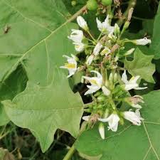 Image result for Solanum torreanum