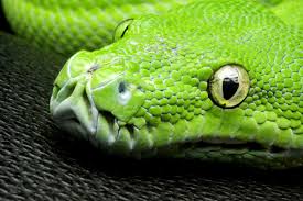 Everything you should know about the snake. Desktop Wallpapers Snakes Eyes Closeup Animals