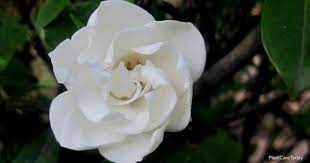 The damage looks like white and black powder on the branches, more on the tops than the bottoms. Gardenia Veitchii Care Growing The Everblooming Gardenia