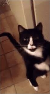 Cat Walks By Gifs Get The Best Gif On Giphy Shocked animals funny cute animals dogs cat cats adorable animal kittens pets lol kitten humor wild. cat walks by gifs get the best gif on