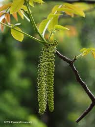 Image result for Juglans