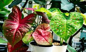 15 cara seru menata tanaman hias di dalam ruangan bikin betah 10 inspirasi jenis tanaman hias rumah yang dapat menyejukan mata keindahan bunga di ruang tamu the beauty of flowers in keindahan bunga di ruang tamu the beauty of flowers in bunga hias dalam ruangan dari plastik kresek beautiful flower 10 jenis tanaman hias bunga dalam pot mudah merawatnya hot. Rekomendasi12 Tanaman Hias Murah Di Pasaran Bikin Rumah Cantik